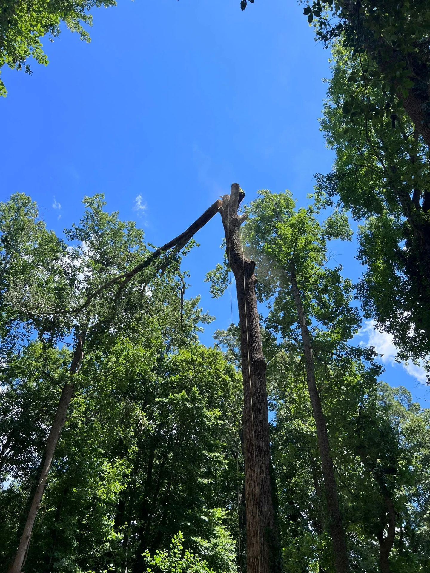 A tall, bare tree trunk is being cut, with a large branch suspended in mid-air against a bright blue sky.