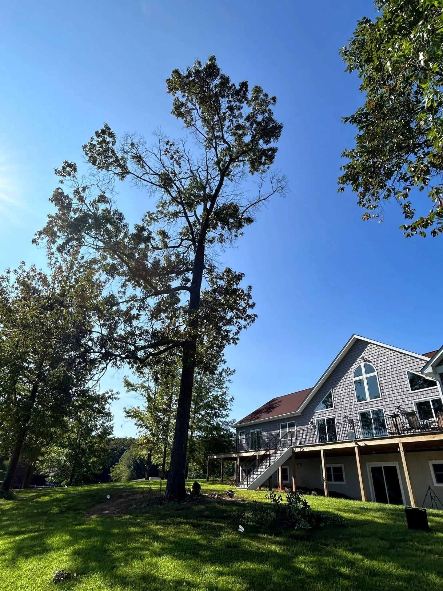 A tall, mature tree stands next to a two-story gray house with a deck under a clear blue sky.