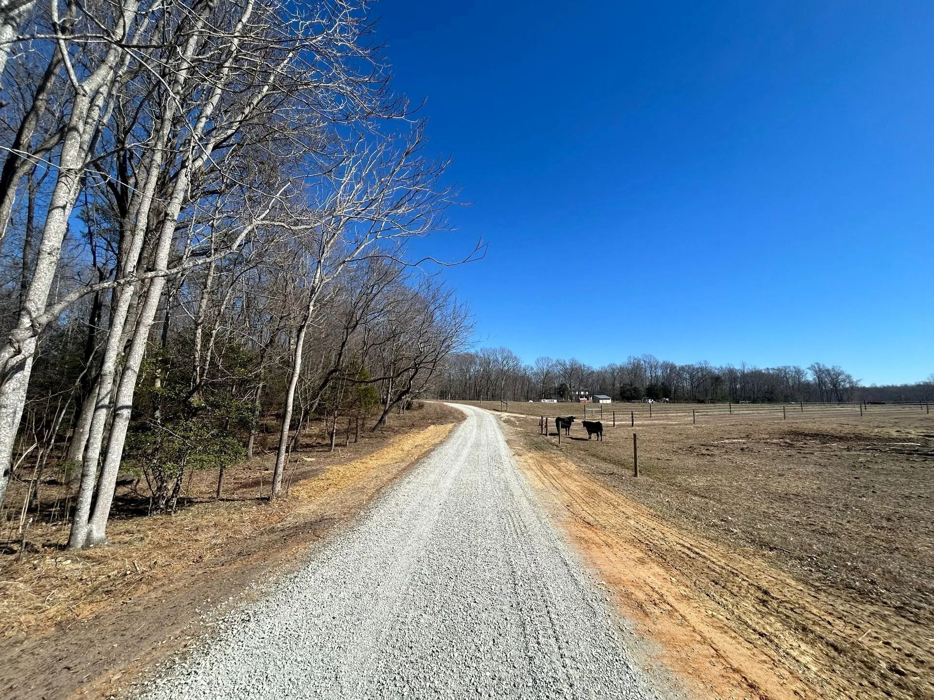 A gravel road leads through a rural landscape with bare trees on the left and a field with dark cattle on the right.