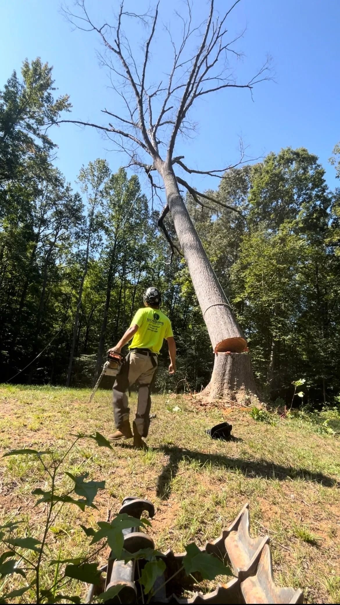 A person in a high-visibility yellow shirt moves away from a large, partially cut tree that is leaning in a wooded area.