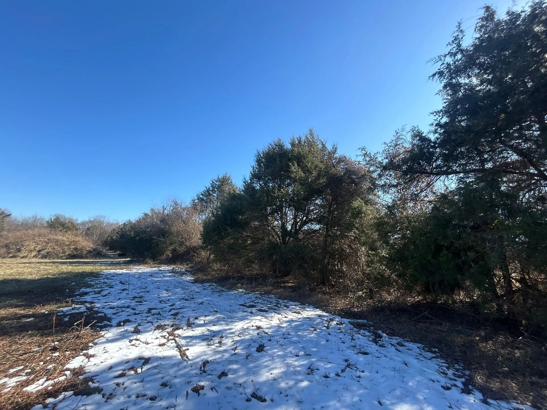 A snow-covered path stretches alongside a dense line of green and brown trees under a bright, clear blue sky.