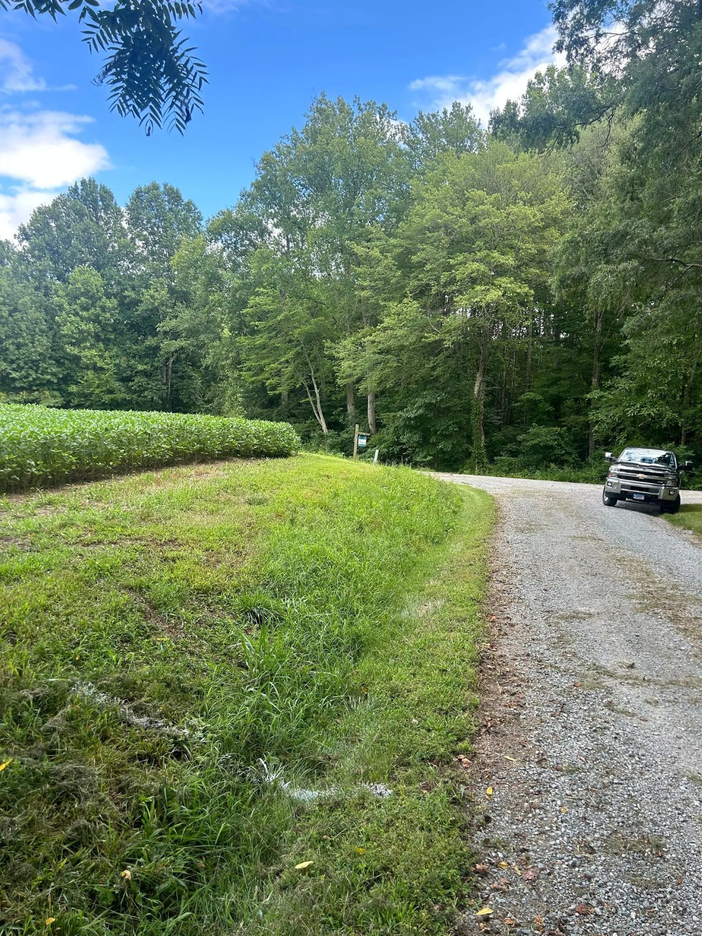 A gravel road borders a grassy slope and a field of crops next to a dense, green forest under a blue sky.
