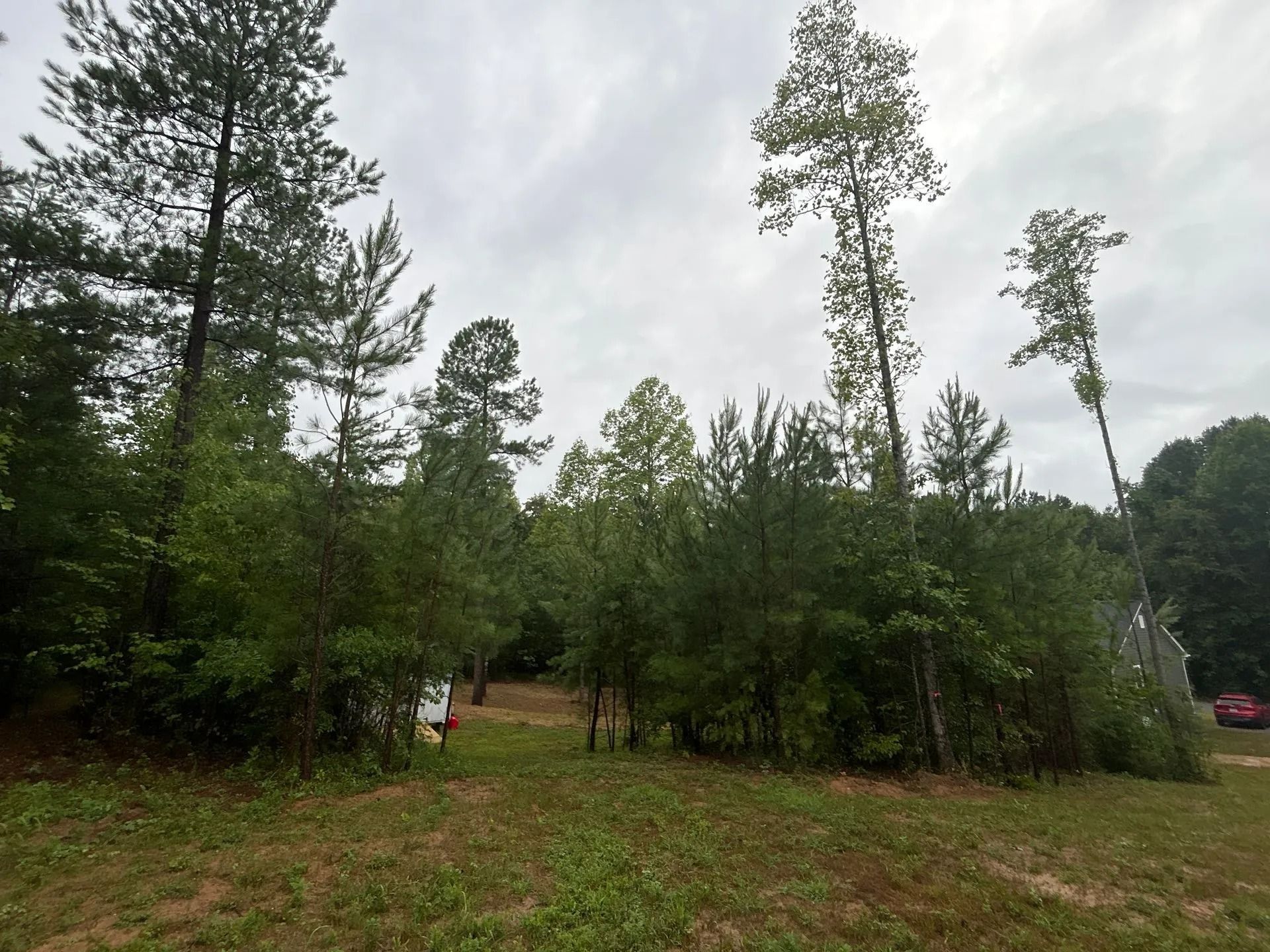 A grassy clearing bordered by a dense forest of tall pine and deciduous trees under a cloudy sky.