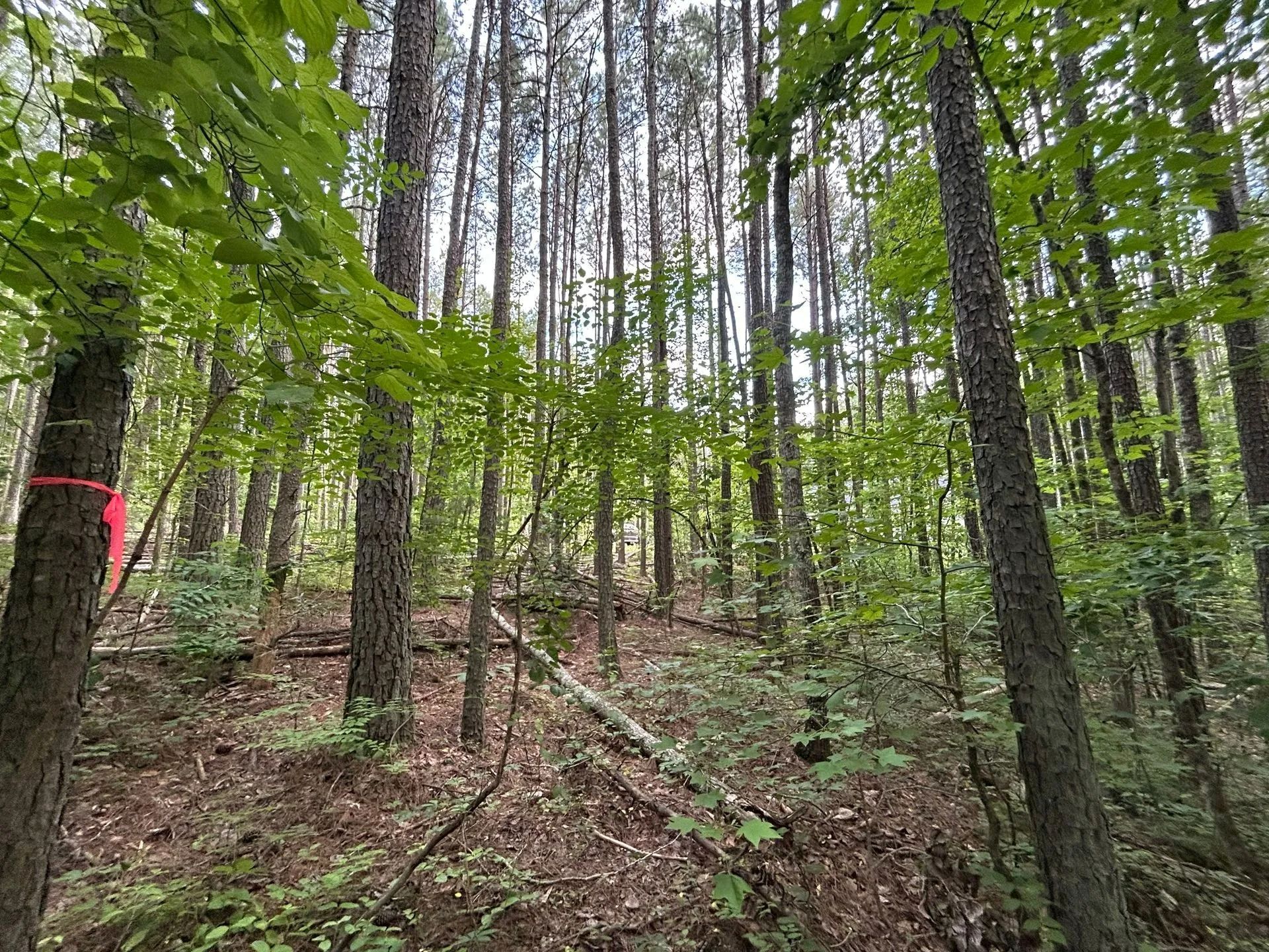 A forest landscape with tall, thin pine trees, a leaf-covered floor, and a piece of bright red flagging tape on a trunk.