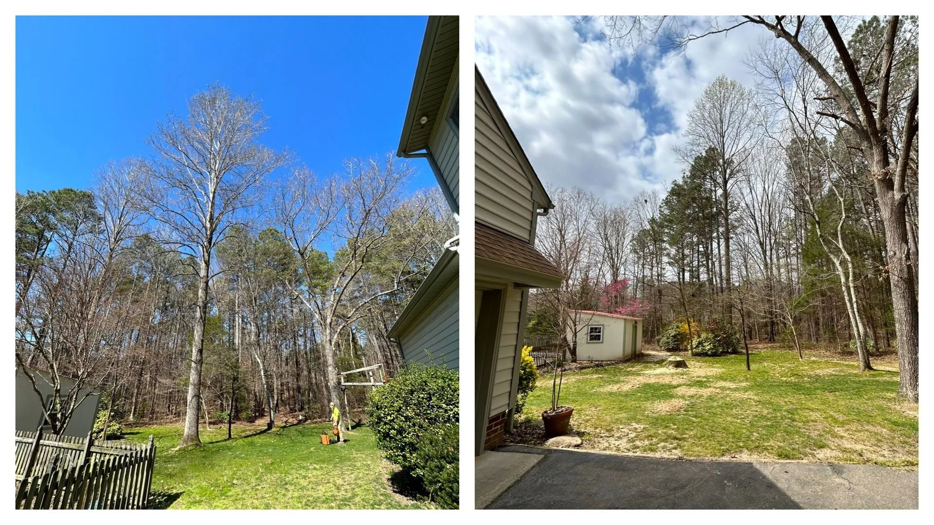 Side-by-side view of a backyard featuring trees with sparse branches, a grassy lawn, and part of a house under a blue sky.
