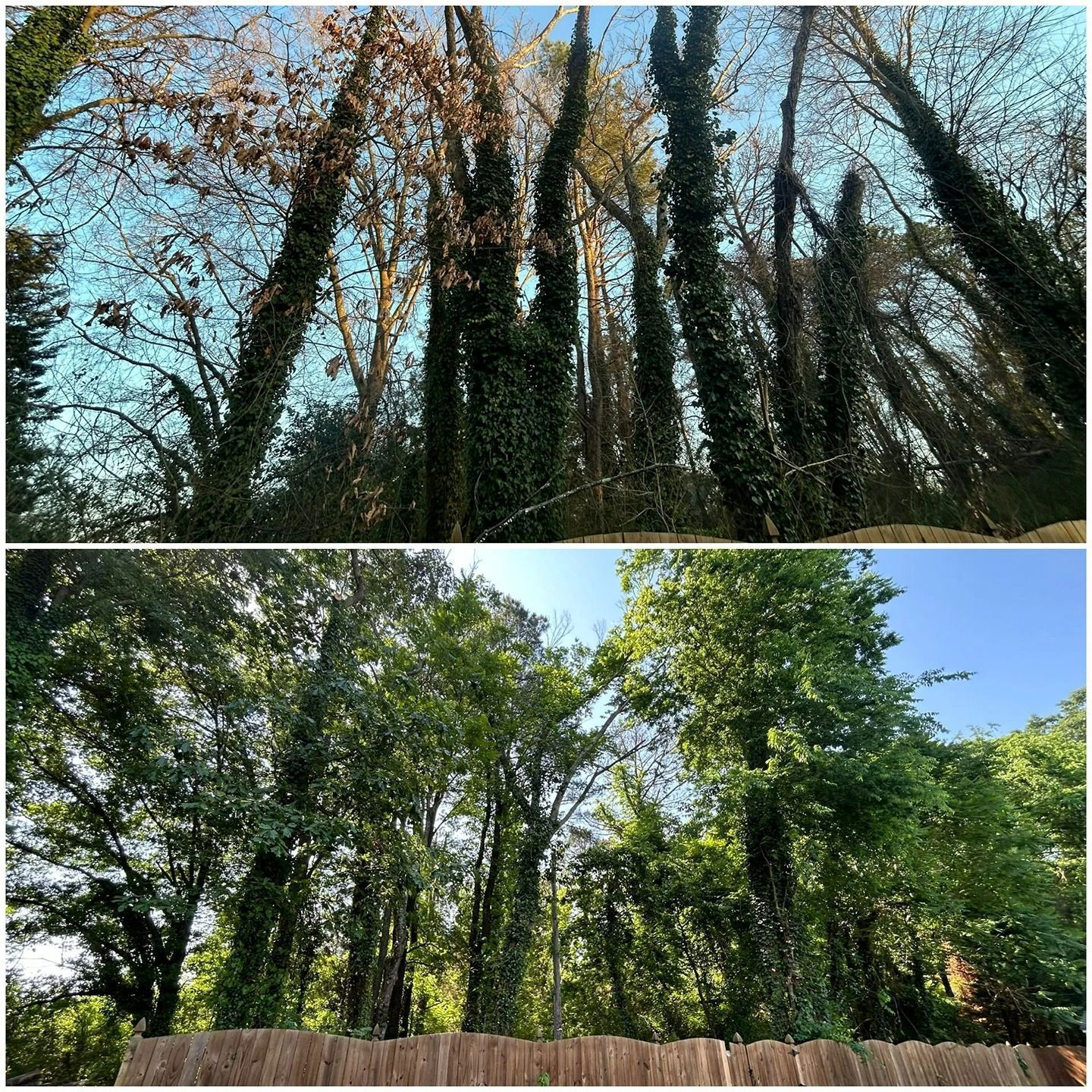 A split-screen comparison of the same wooded area, showing trees covered in ivy in winter with bare branches and in summer.