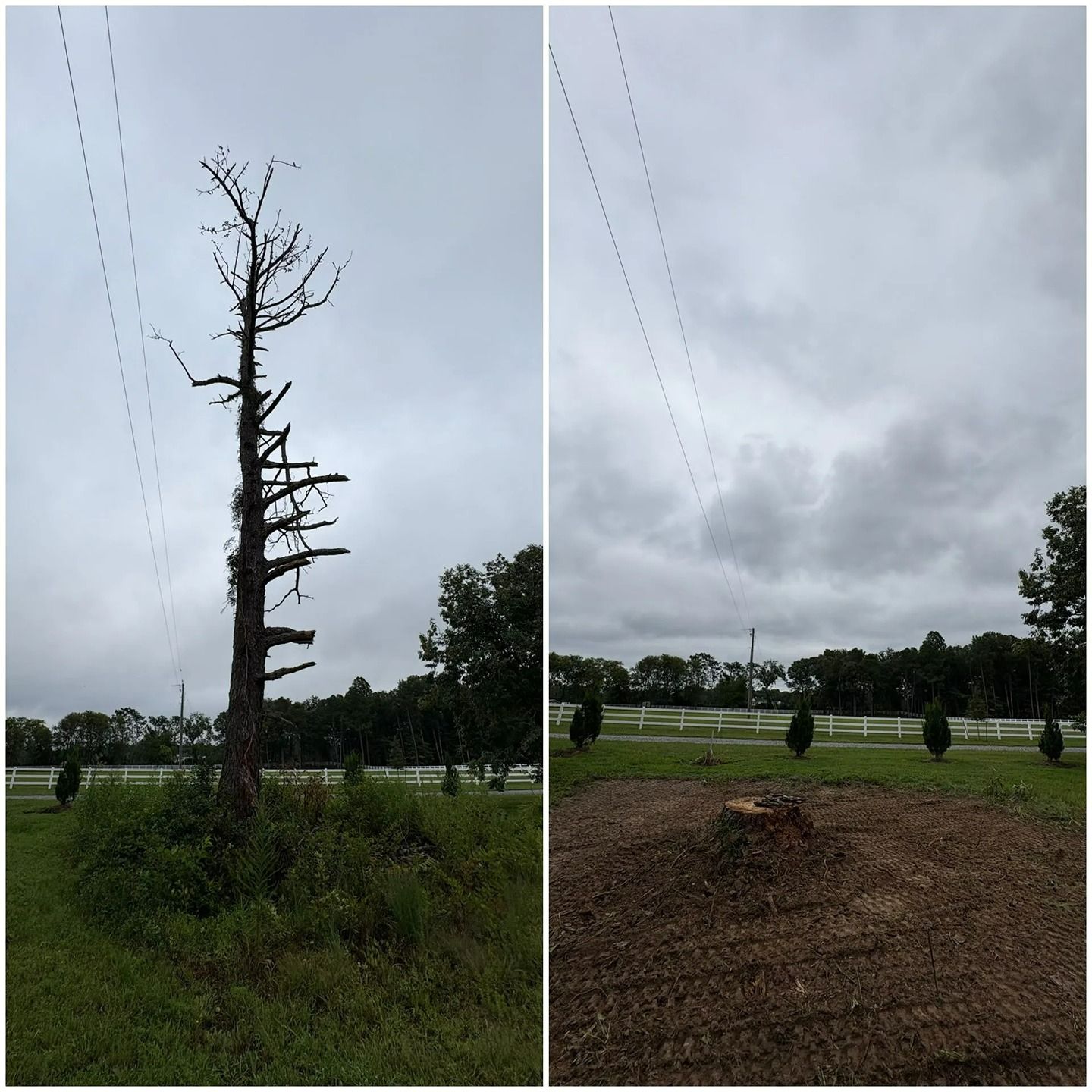 Before-and-after view of a dead tree removed from a grassy field, leaving only the stump.