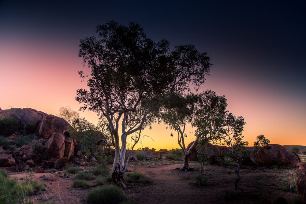 A Tree In The Middle Of A Desert At Sunset — PK Crash Repairs In Tennant Creek, NT