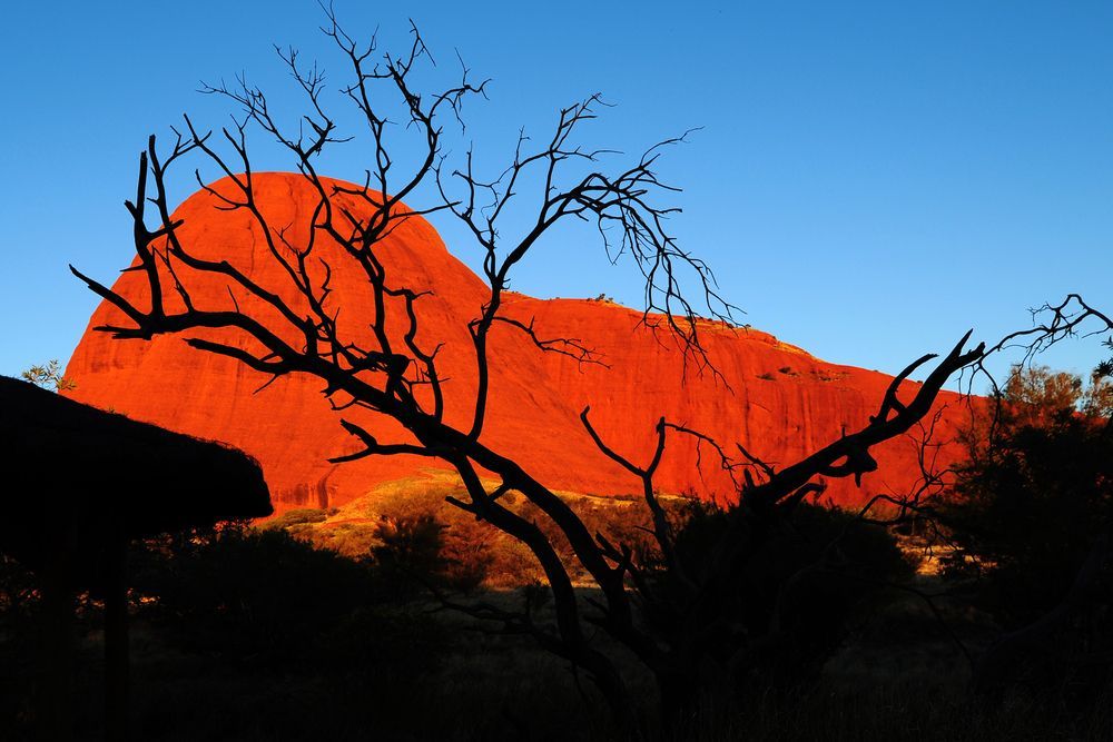 A Silhouette Of A Tree In Front Of A Red Mountain — PK Crash Repairs In Uluru, NT