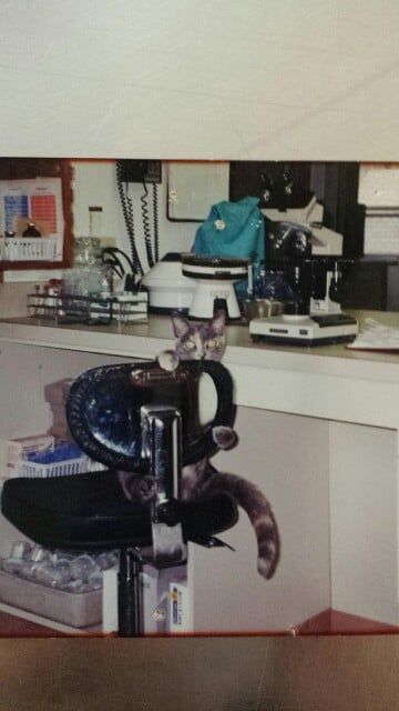 A cat is sitting on a chair in front of a desk