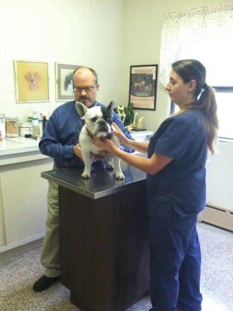 A man and a woman are examining a dog on a table