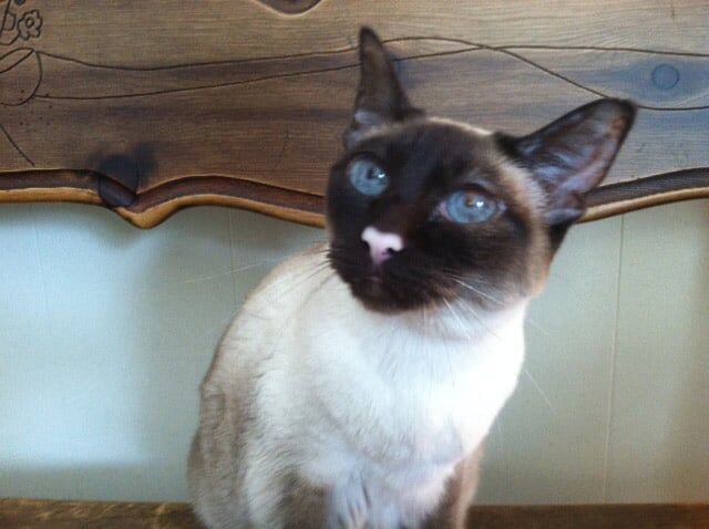 A siamese cat with blue eyes and a white nose