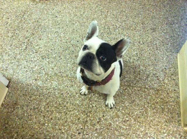 A black and white dog is sitting on the floor looking up at the camera.