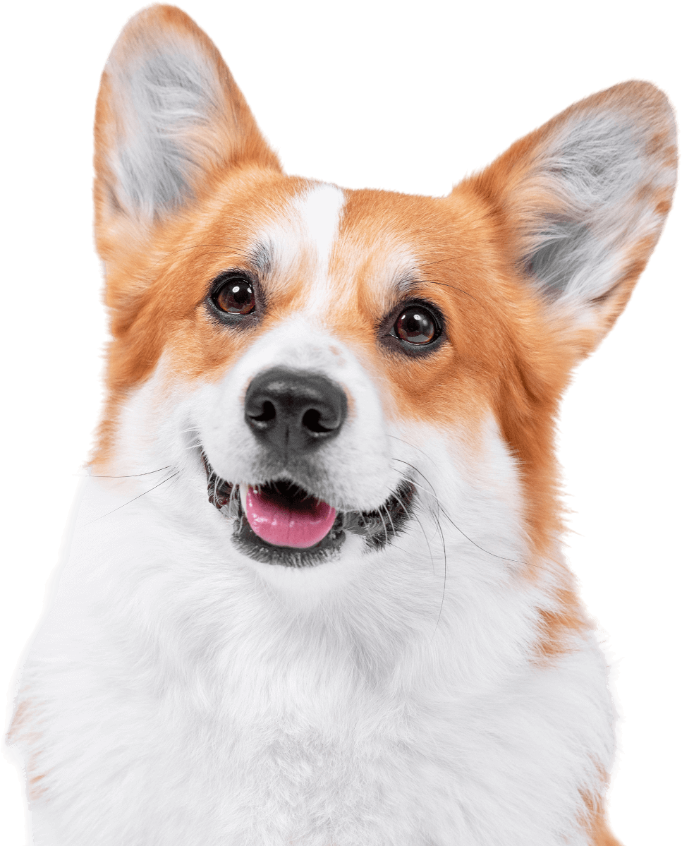 A close up of a brown and white dog with its tongue out