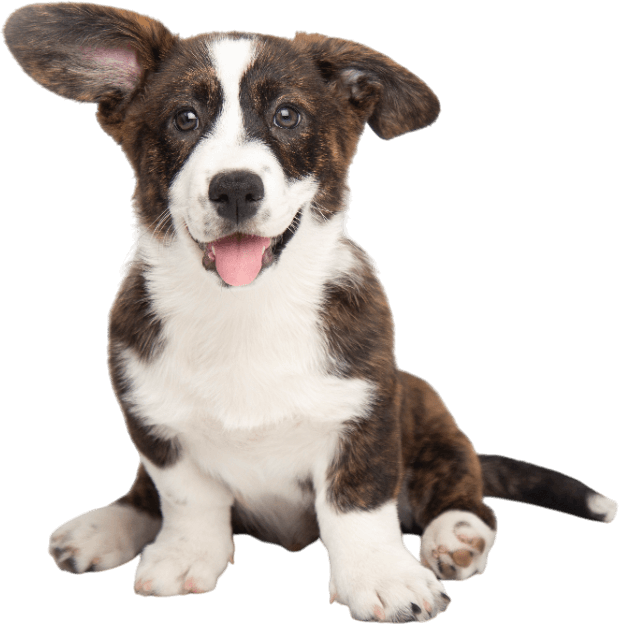 A brown and white puppy is sitting down with its tongue hanging out.