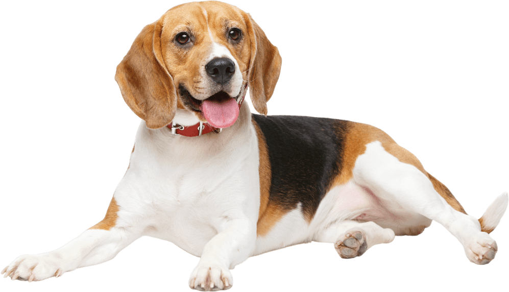 A beagle dog is laying down with its tongue hanging out on a white background.