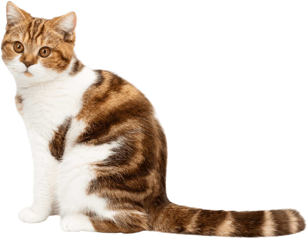 A brown and white cat is sitting on a white background.