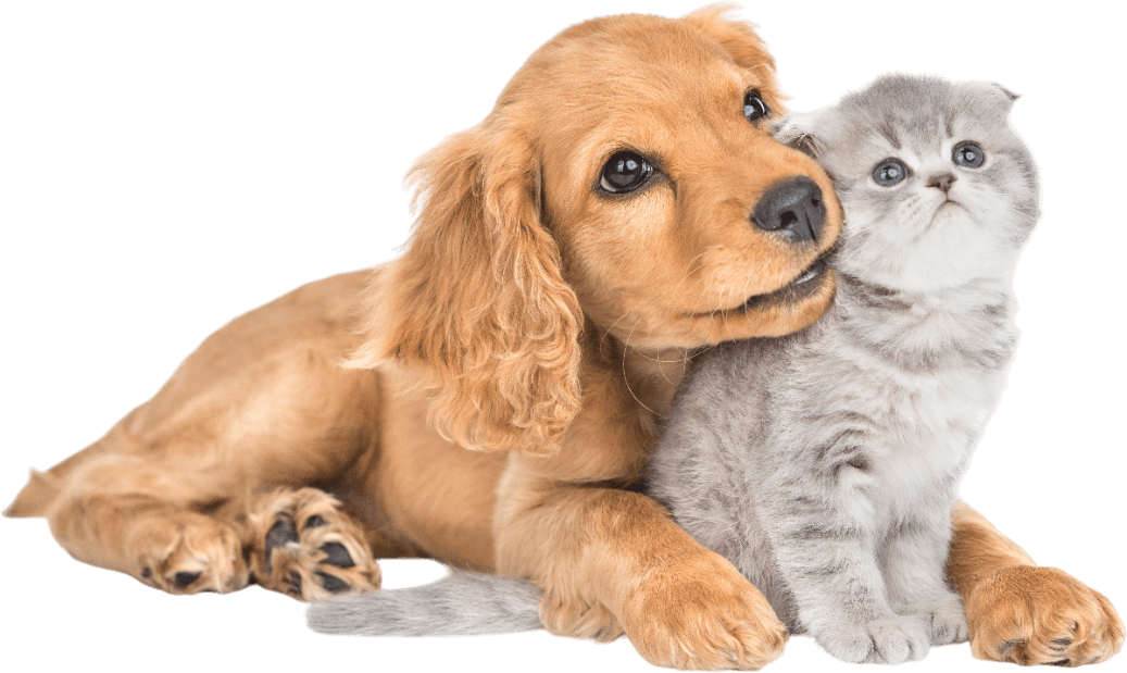 A puppy and a kitten are laying next to each other on a white background.