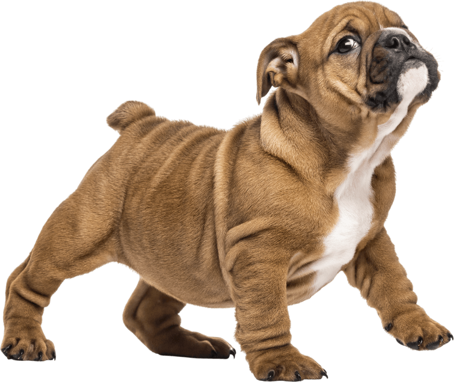 A brown and white bulldog puppy standing on a white background
