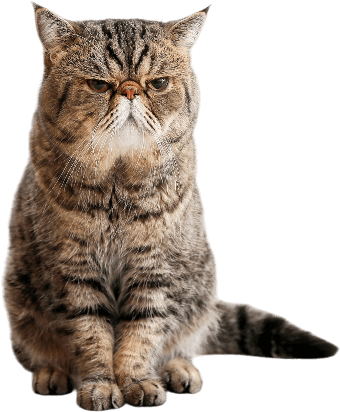 A cat is sitting down on a white background and looking at the camera.