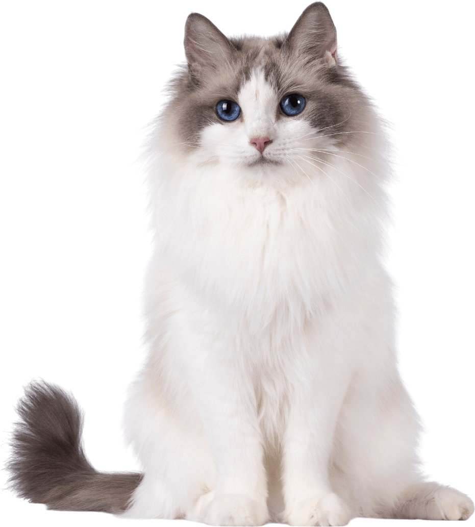 A white and gray cat with blue eyes is sitting on a white background.