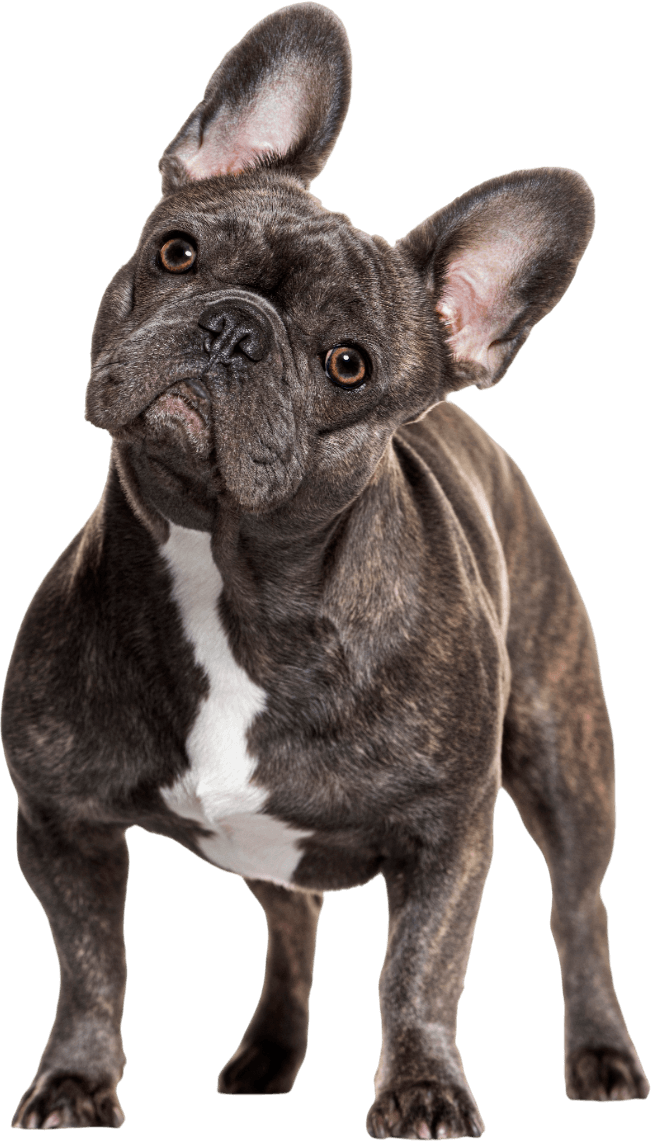 A french bulldog is standing in front of a white background.