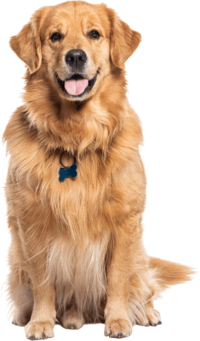 A golden retriever dog is sitting down with its tongue hanging out.