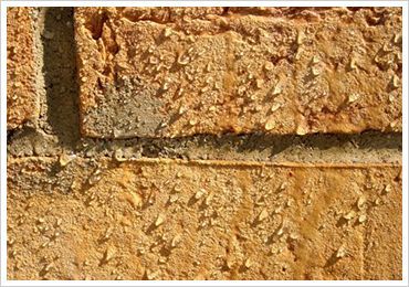 A close up of a brick wall showing the texture of the bricks - 
Se imponerende før- og efterbilleder af vores rensede facader og fliser i Sønderjylland. Algerens, algebehandling, facaderens, fliserens.