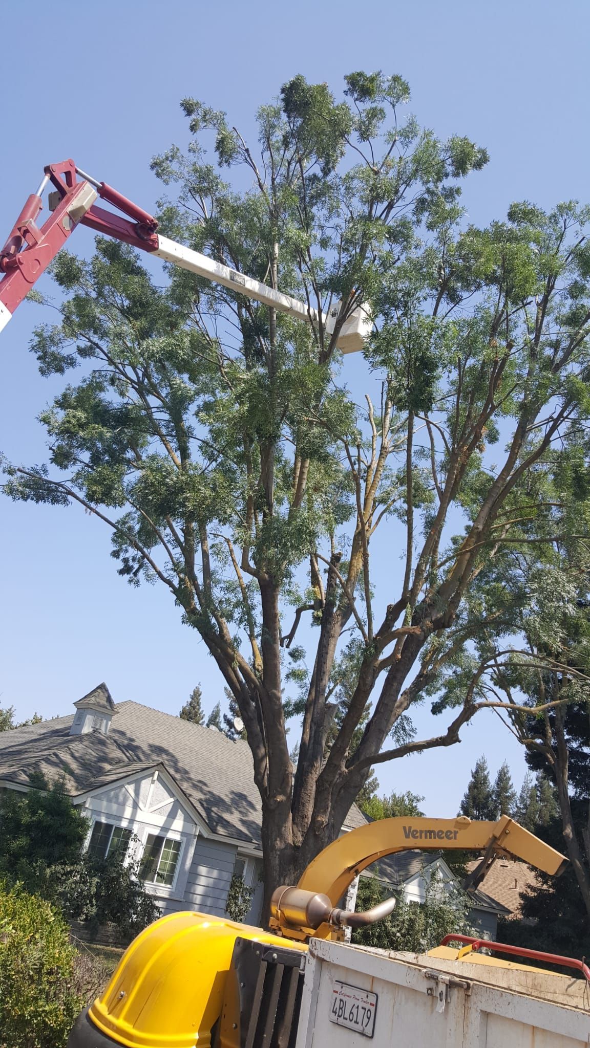 A person is cutting a tree with a crane.