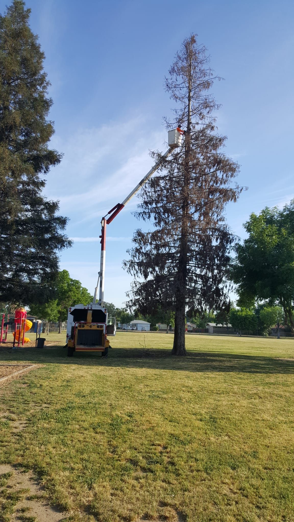 A crane is cutting a tree in a park.