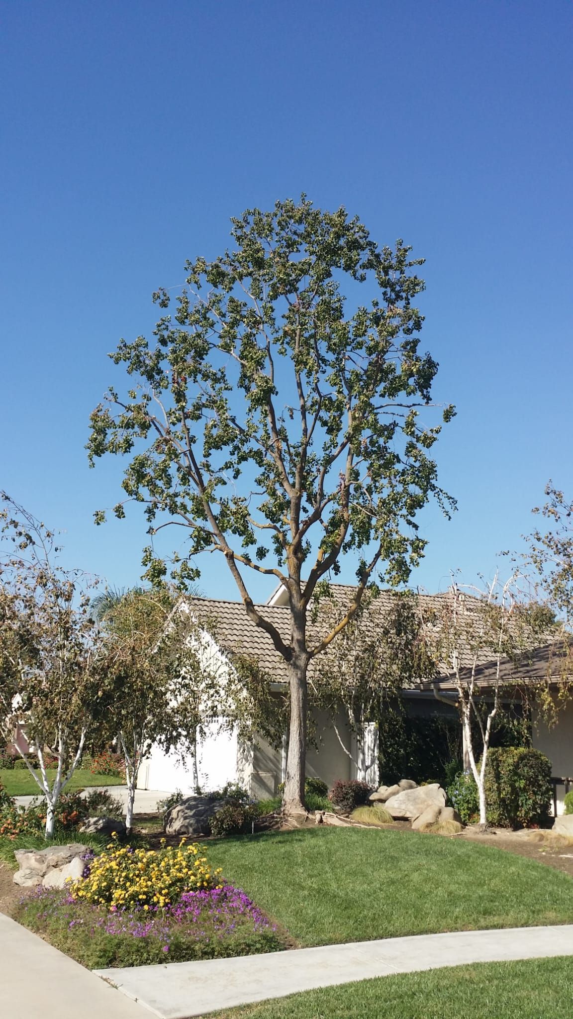 A tree in front of a house on a sunny day