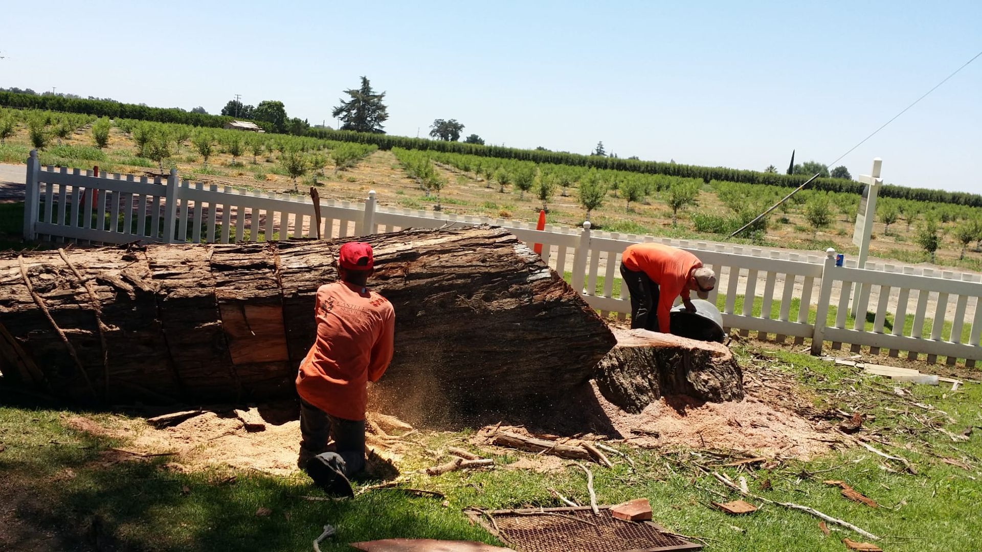 Two men are working on a large tree stump