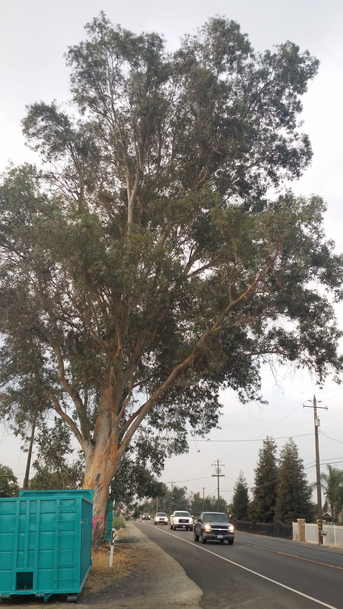 A tree is sitting on the side of a road next to a blue dumpster.