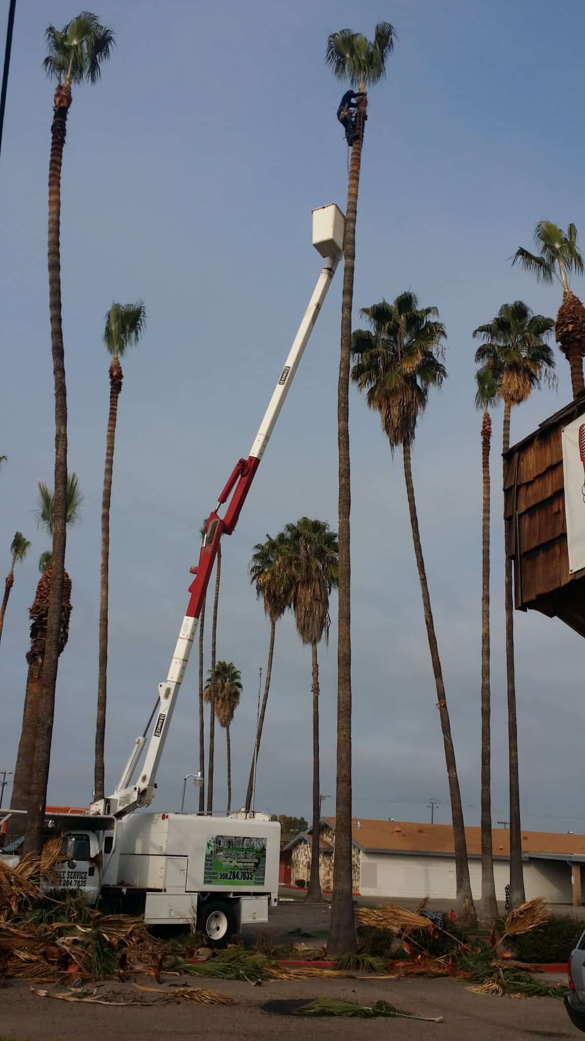 A crane is cutting a palm tree in a parking lot