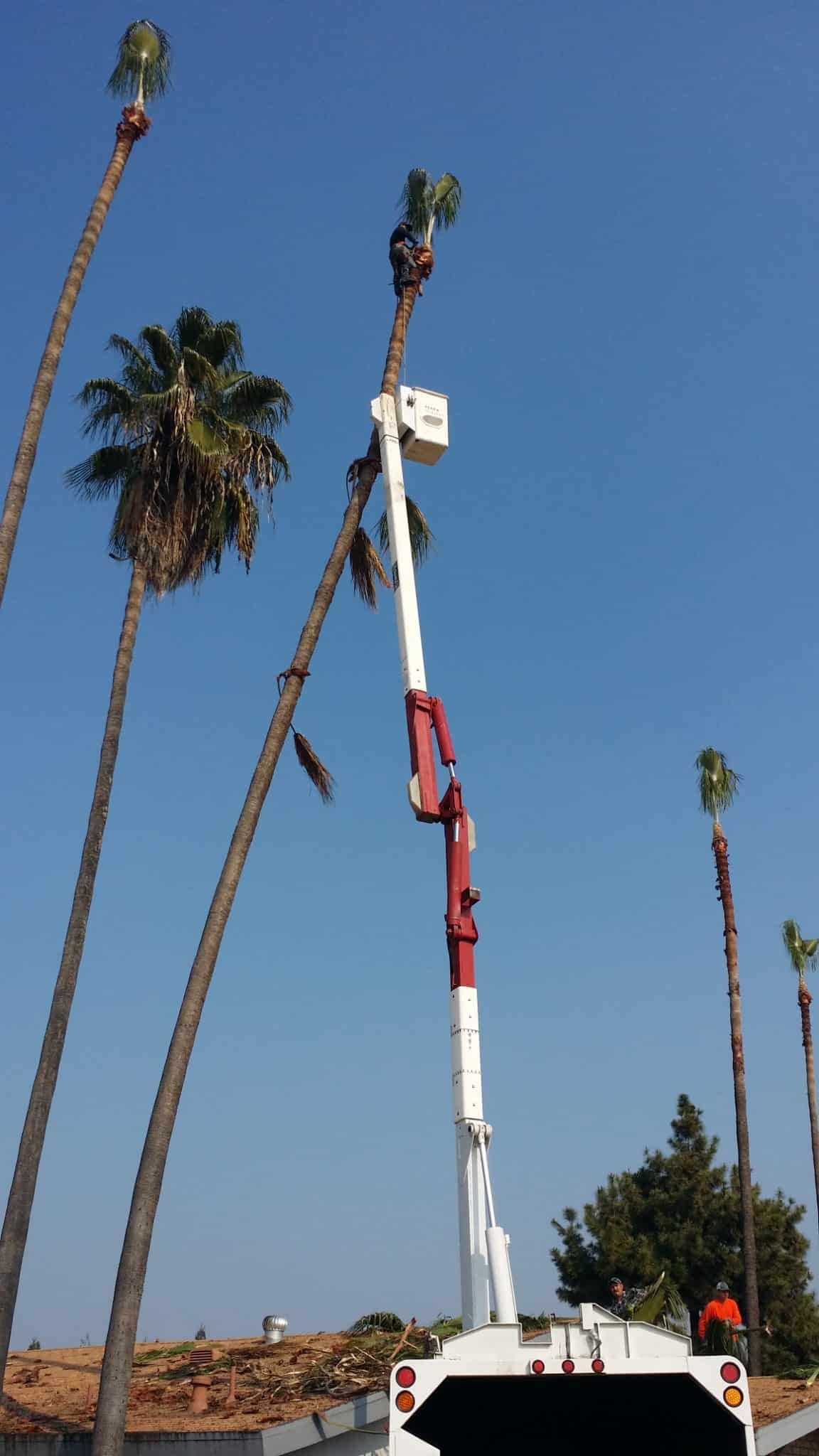 A crane is cutting a palm tree with a blue sky in the background.