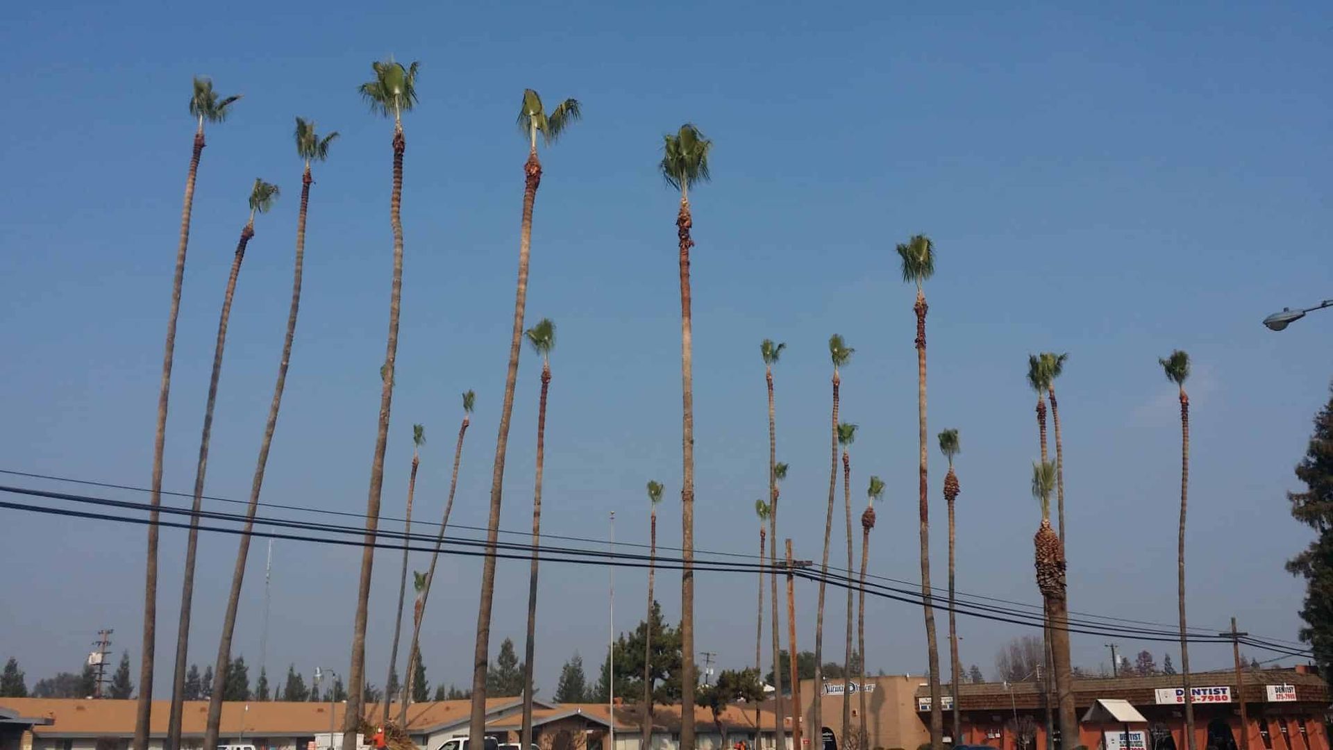 A row of palm trees against a blue sky