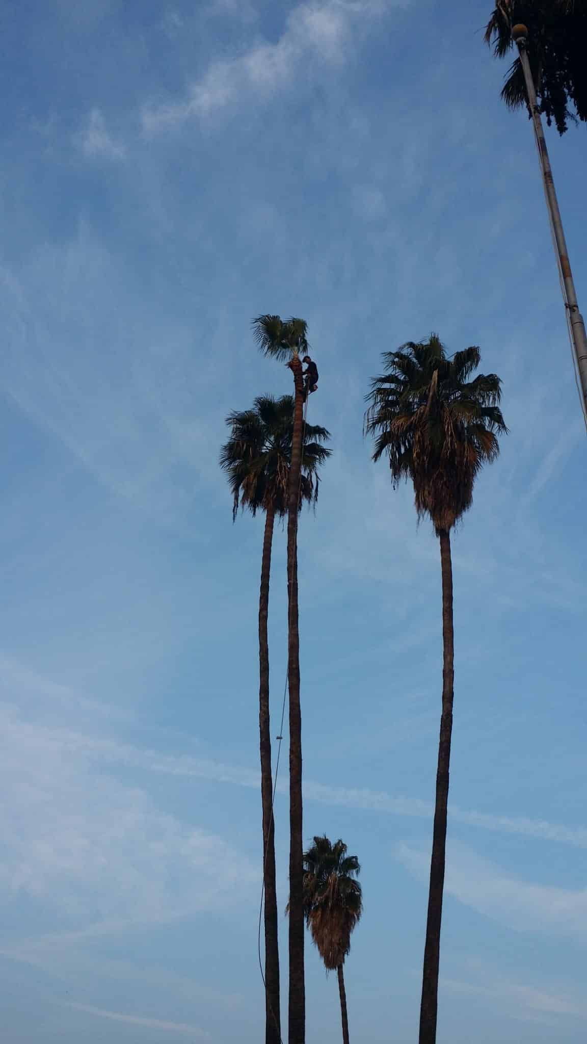 Three palm trees against a blue sky with clouds