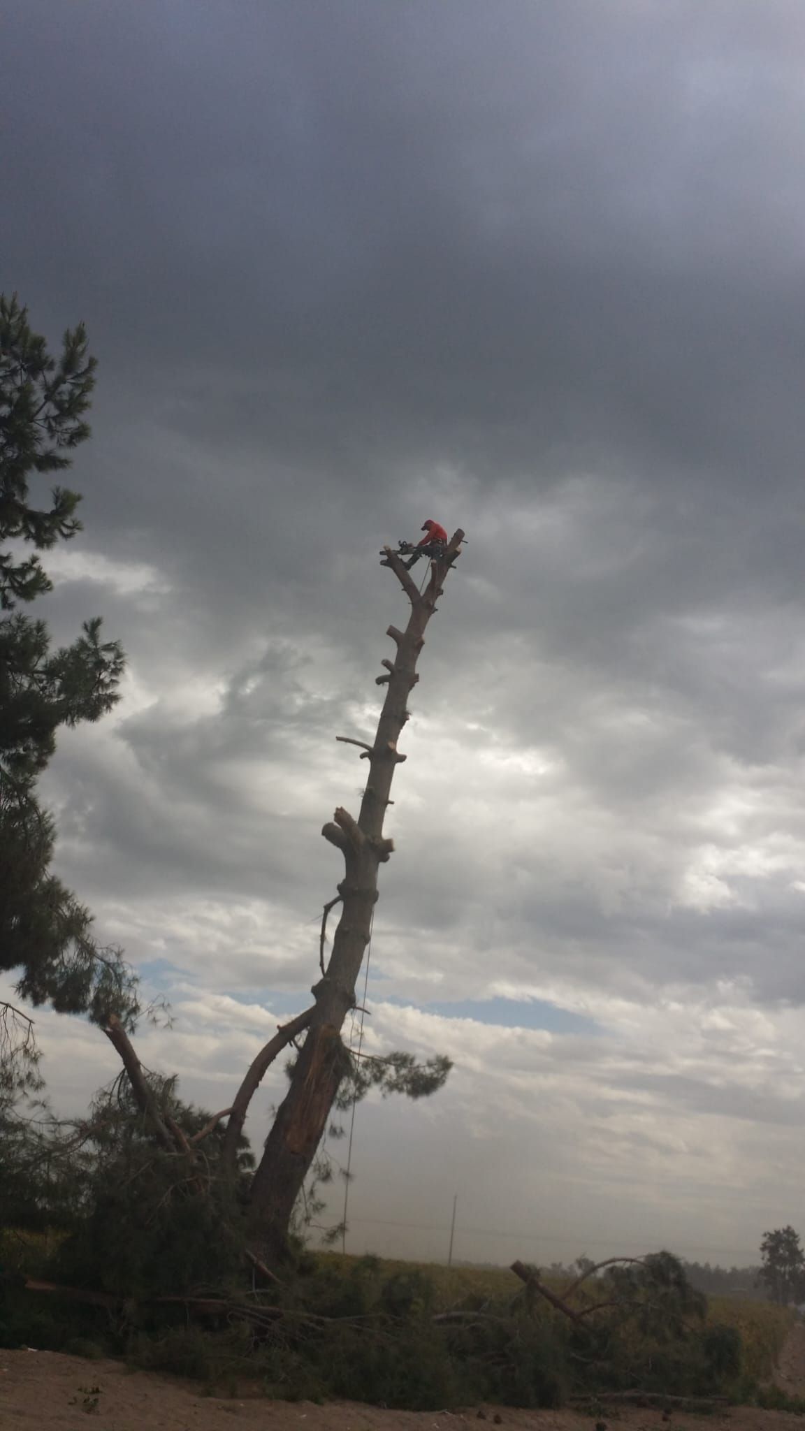 A man is climbing a tree with a chainsaw on a cloudy day.