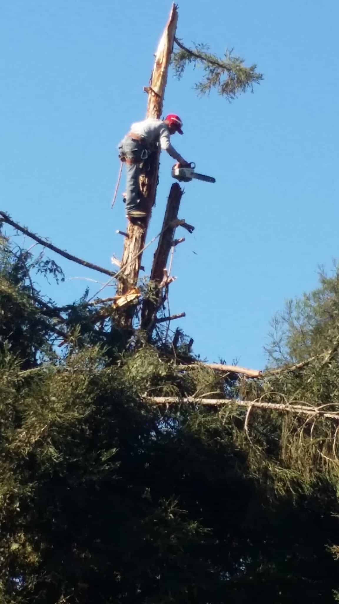 A man is cutting down a tree with a chainsaw.