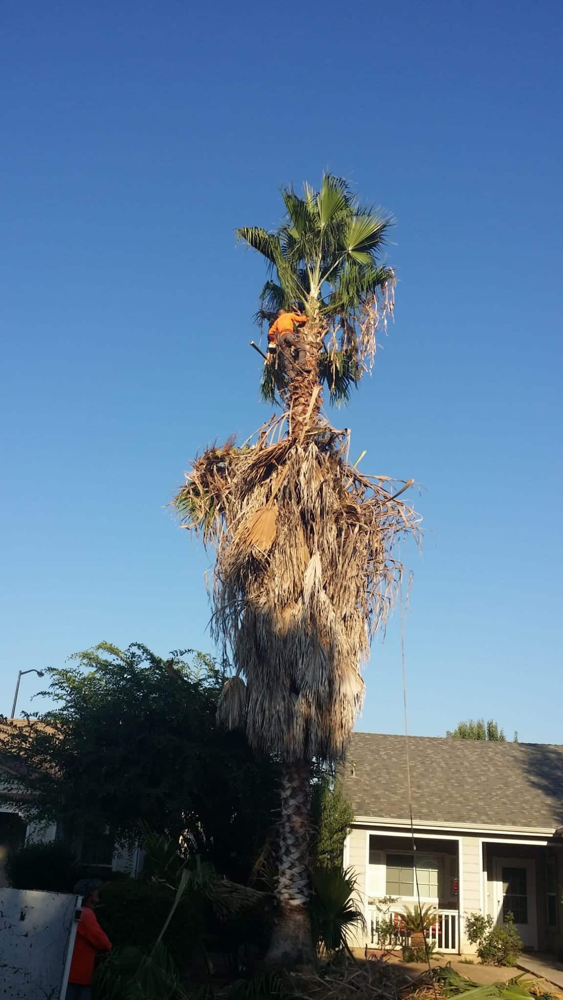 A palm tree is being cut down in front of a house.