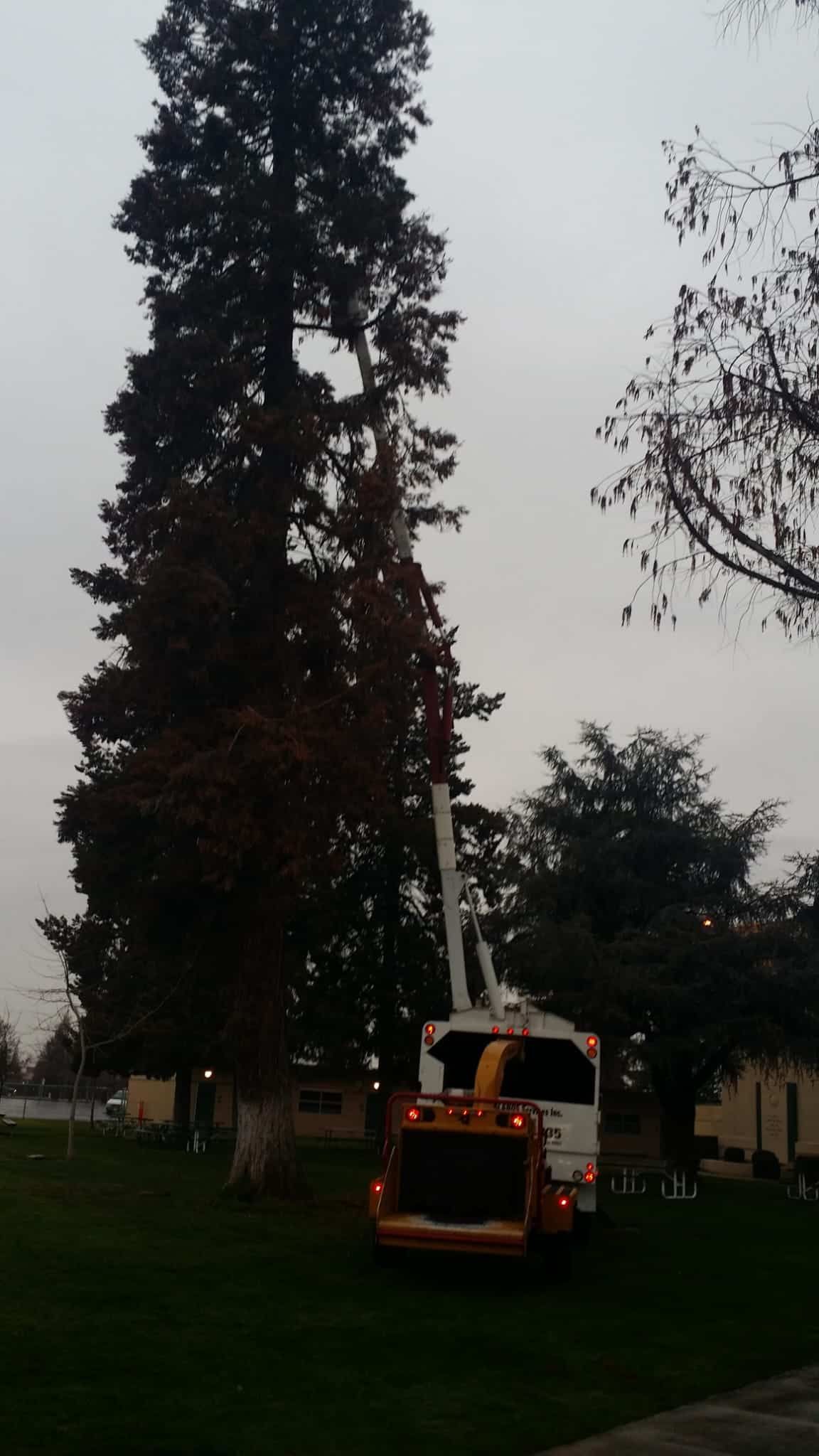 A large tree is being cut down by a crane.