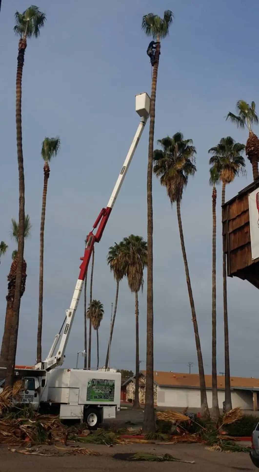 A crane is cutting a palm tree in a parking lot