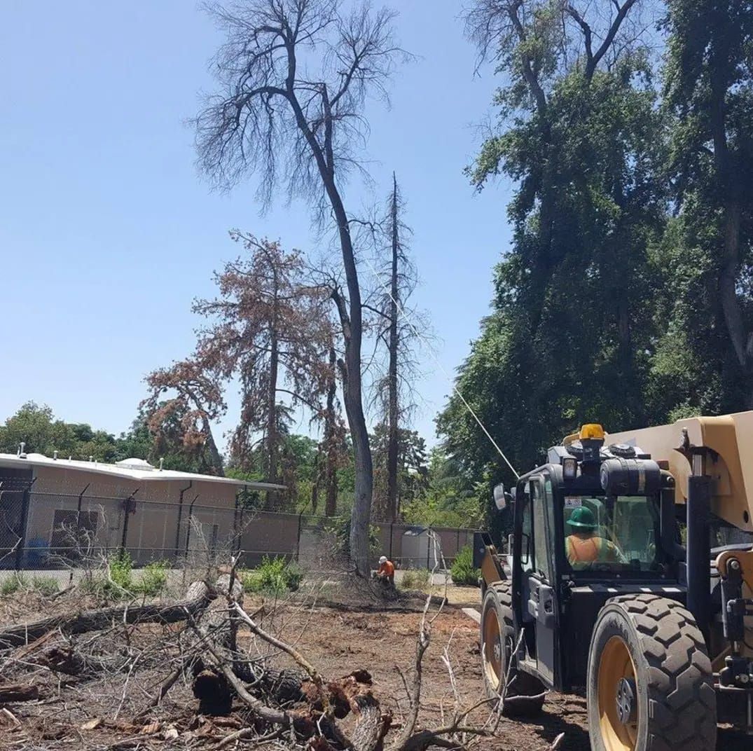 A man is driving a tractor in a field with trees in the background