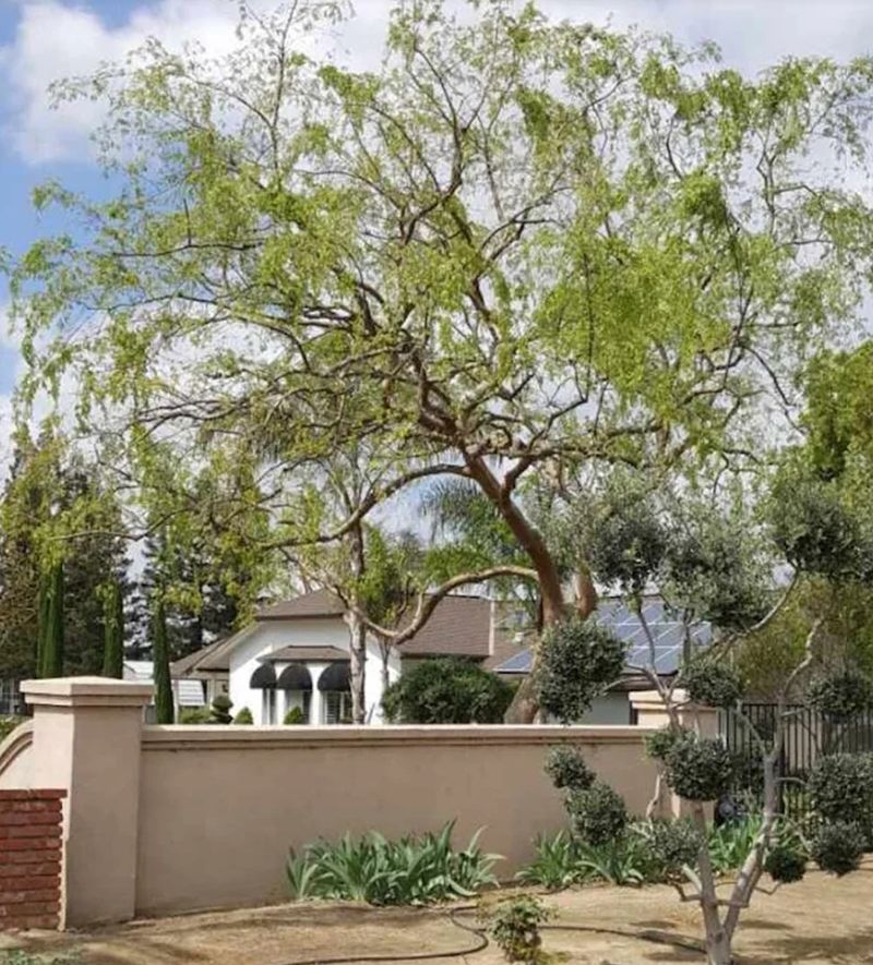 A brick wall with a tree in front of it