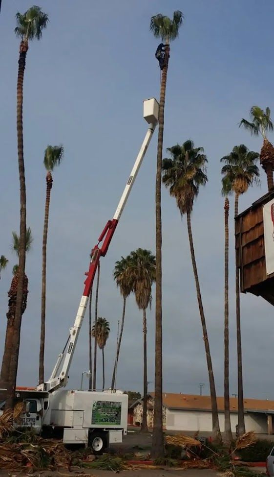 A crane is cutting a palm tree in front of a building.