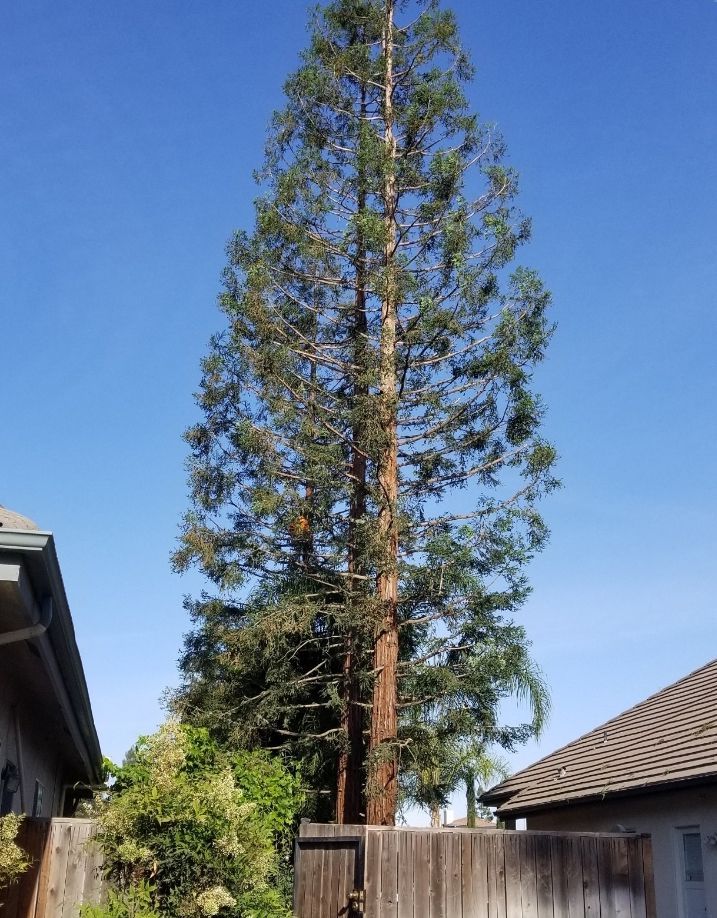 A large tree is behind a wooden fence in front of a house