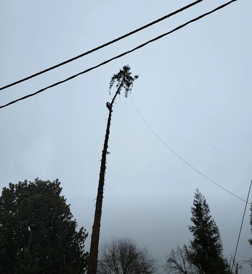 A tree is being cut down by a man on a crane