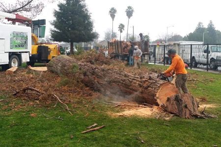 A man is cutting a tree stump with a chainsaw