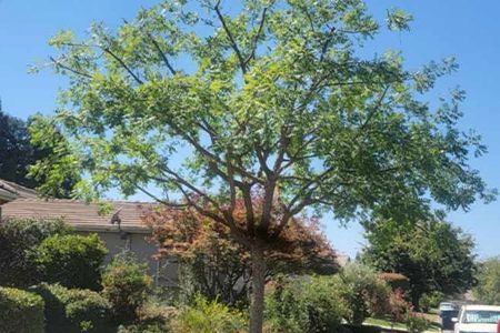 A large tree in front of a house on a sunny day.