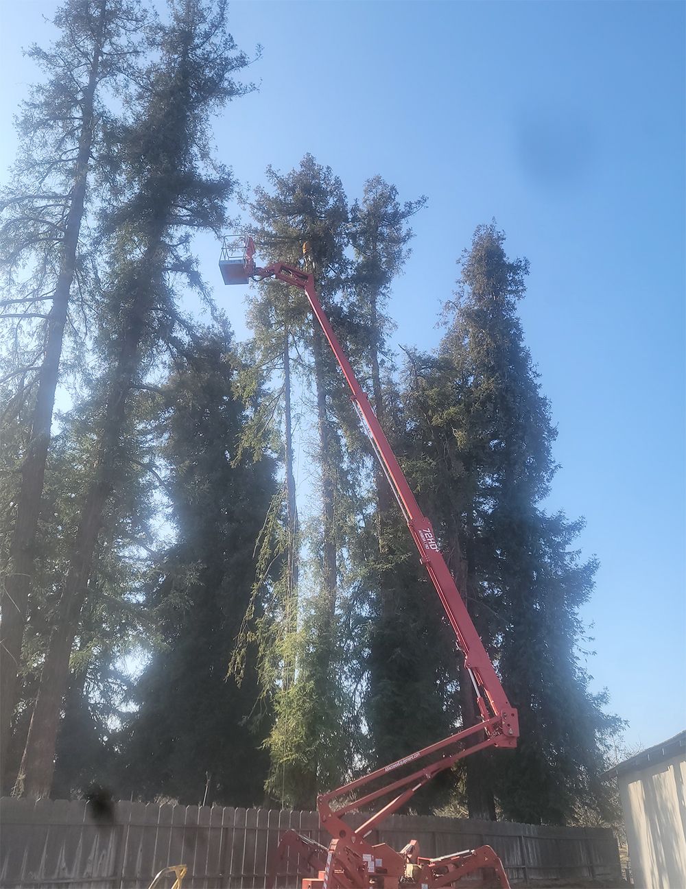 A red crane is cutting a tree in the woods.
